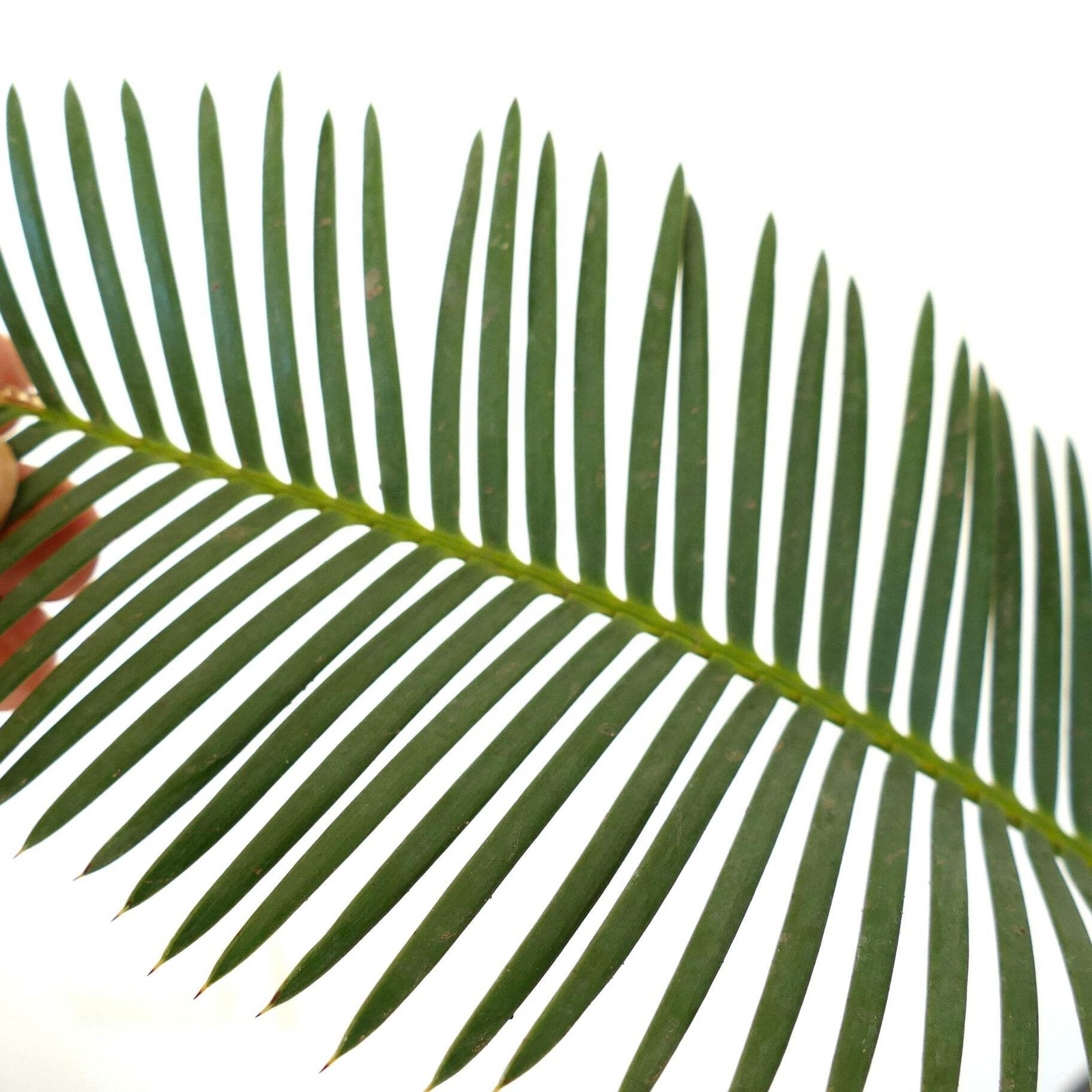 Dioon anustifolium 8x8cm CAUDEX – Narrow-leaved Dioon | Palma de la Virgen