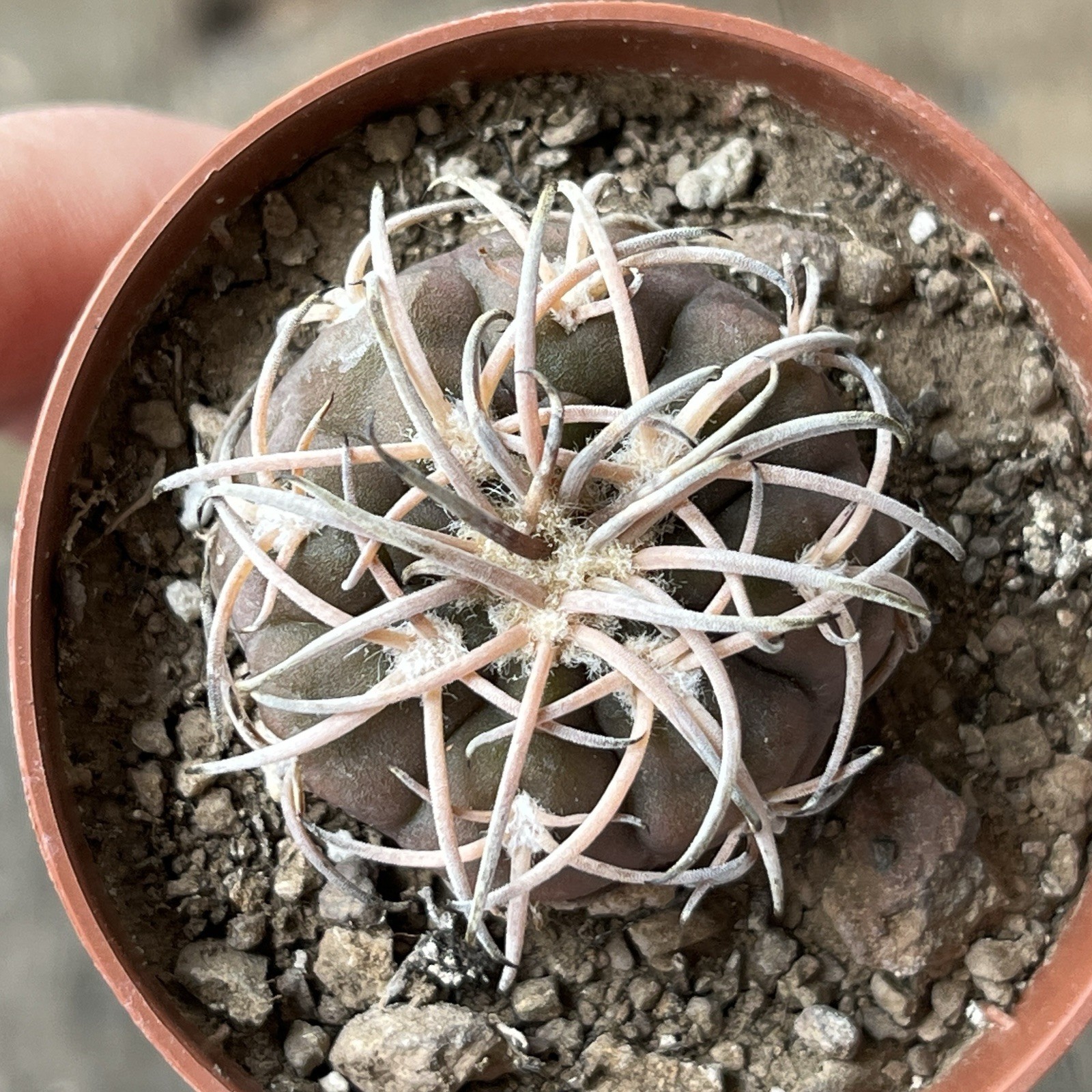 A12-1425.G.spegazzinii, bright powerful thorns, own root