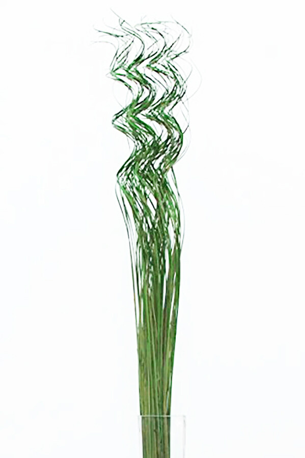 Curly Ting Pack of 35 Stems 3-4ft Green