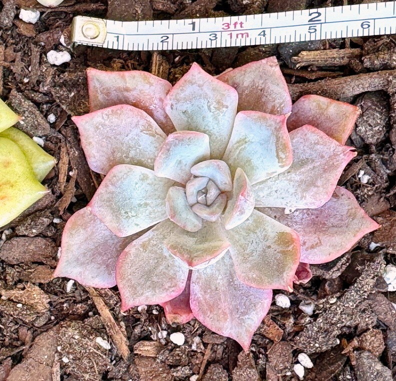 Echeveria ‘ Fiona’ Line Variegata 2.5′