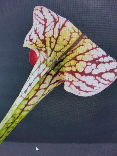 23″ ARTIFICIAL Pitcher Plant Stems real touch three stems