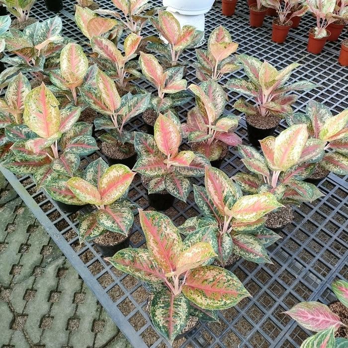 Real Picture Aglaonema Sweet Platinum Beautiful Rare Plant