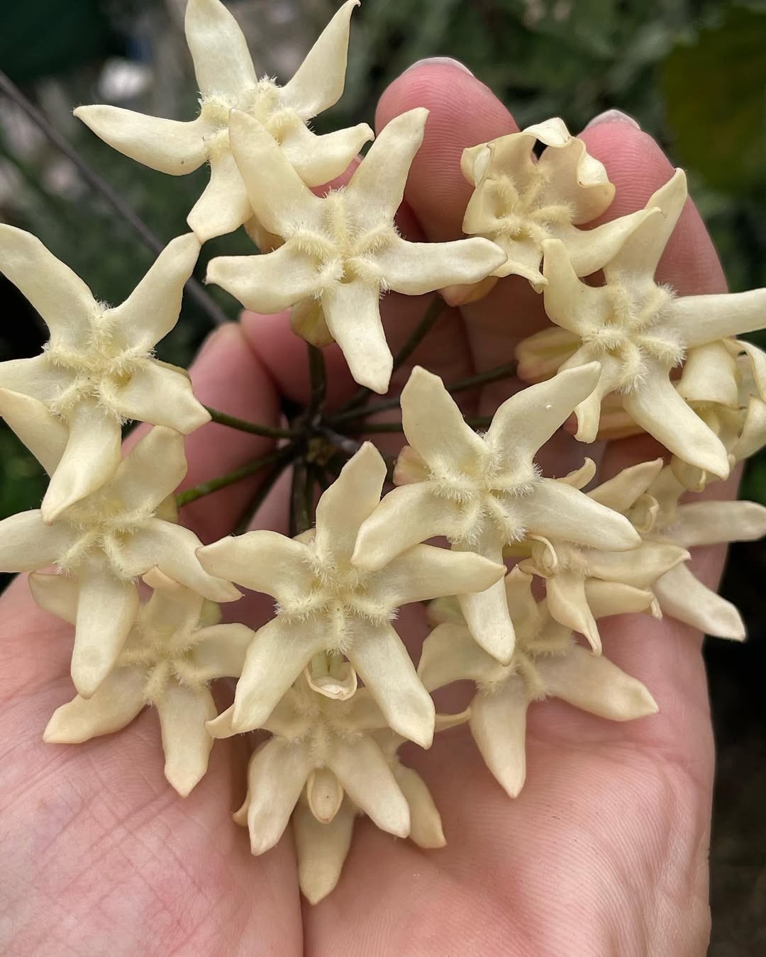 Hoya Versteegii Sp Papua Rare Tropical Wax Plant