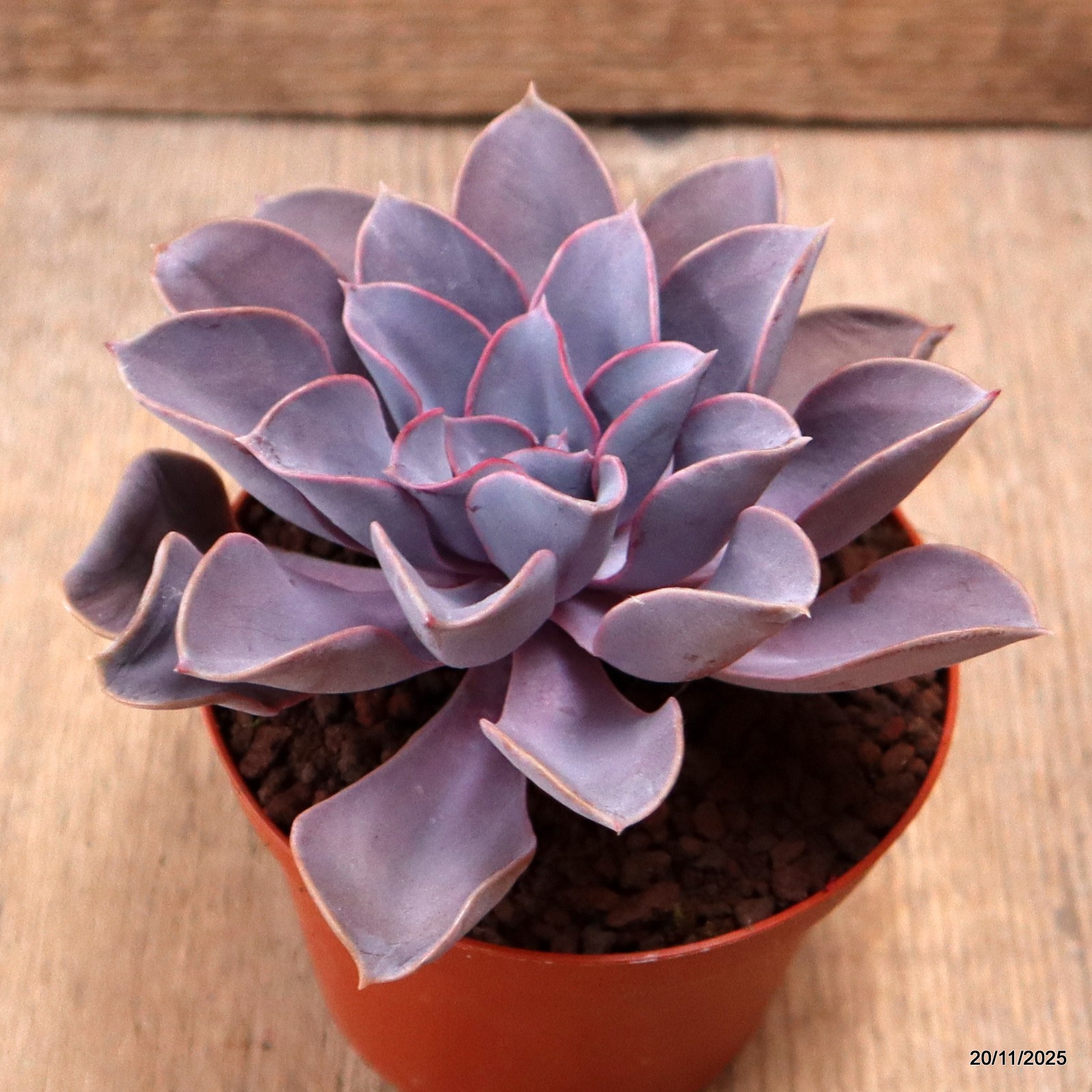 D7454 ECHEVERIA PERLA DI NORIMBERGA pot10-H7-W13 cm MaMa Cactus