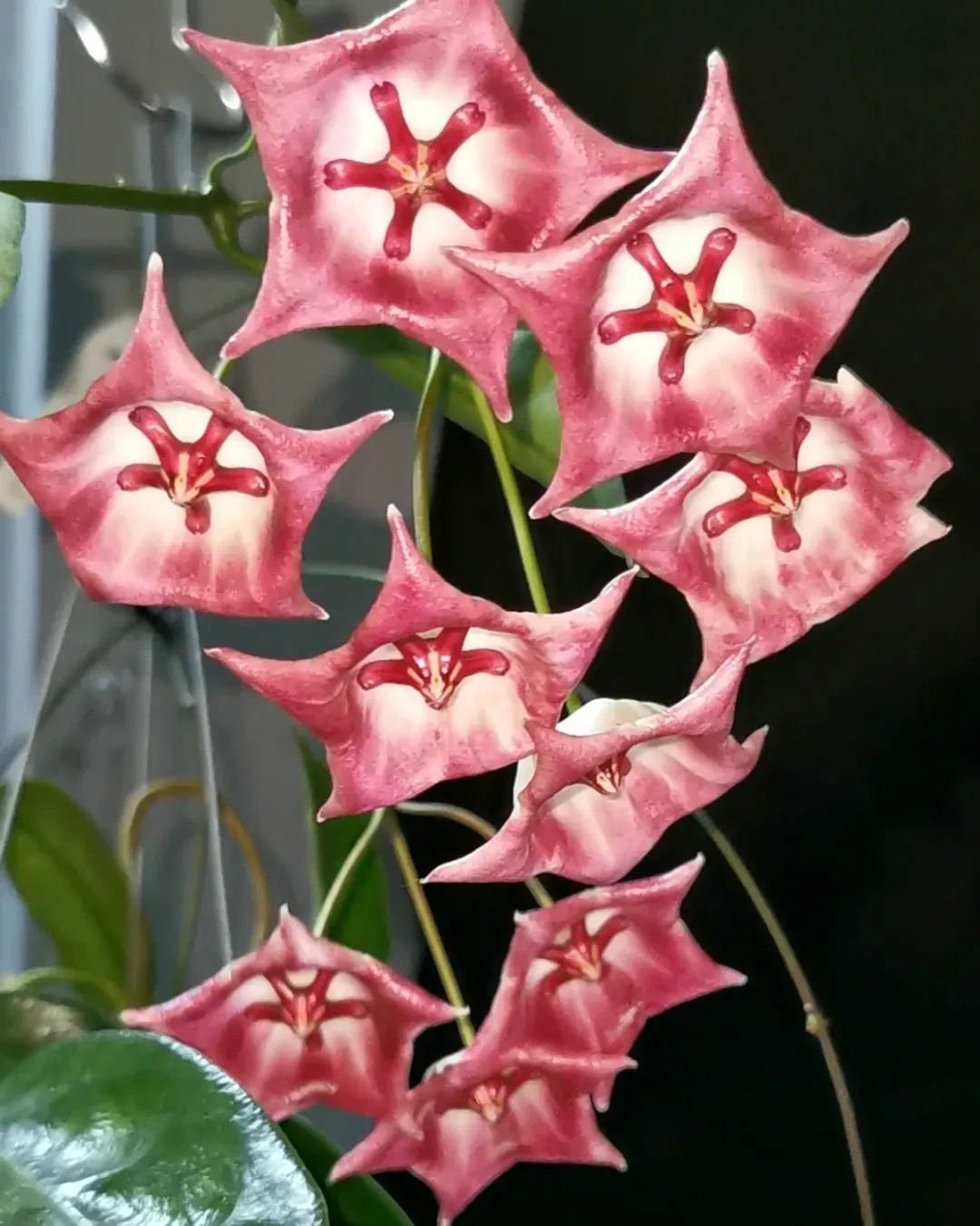 Hoya Kaimuki Sp Papua Rare Tropical Wax Plant