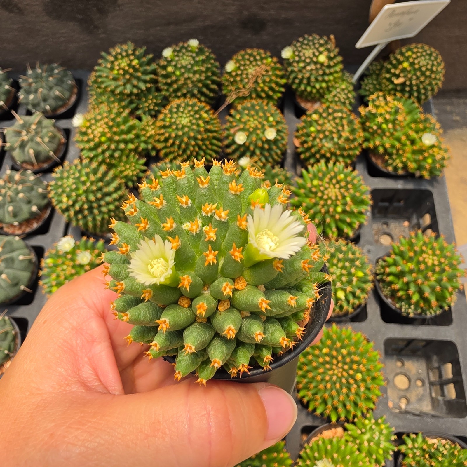 DE03: Mammillaria camptotricha cv. Bru