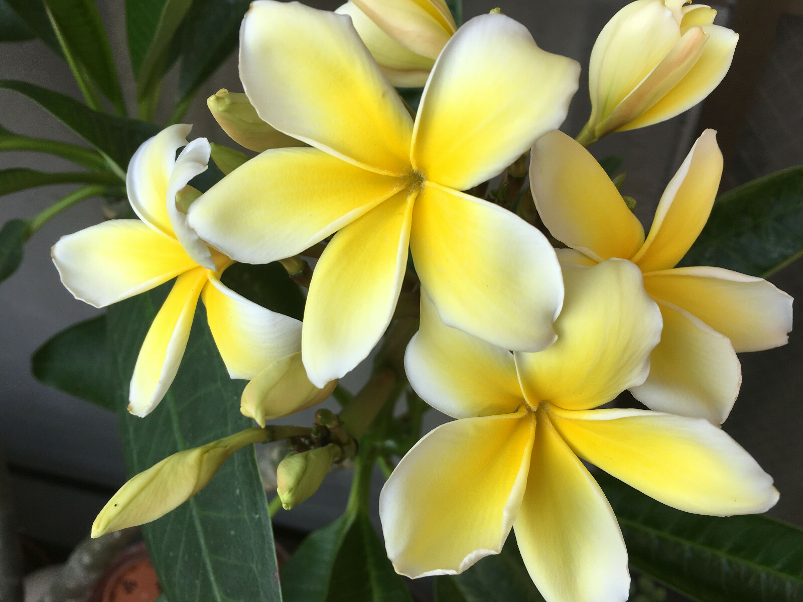 HAWAIIAN YELLOW PLUMERIA FRANGIPANI PLANT CUTTING – 9 – 12 IN. LONG UNROOTED