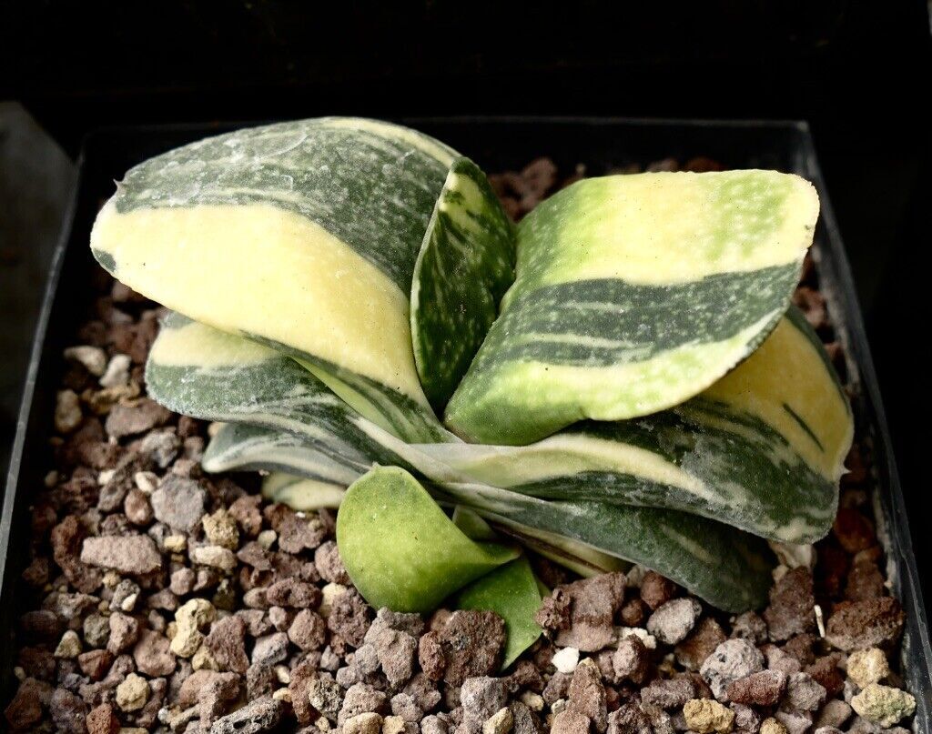 Gasteria armstrongii cv CLEOPATRA VARIEGATED A91 –