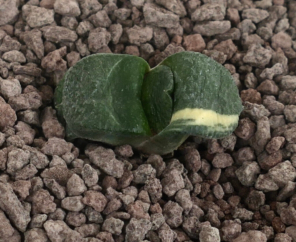 Gasteria armstrongii cv RIO GRANDE –