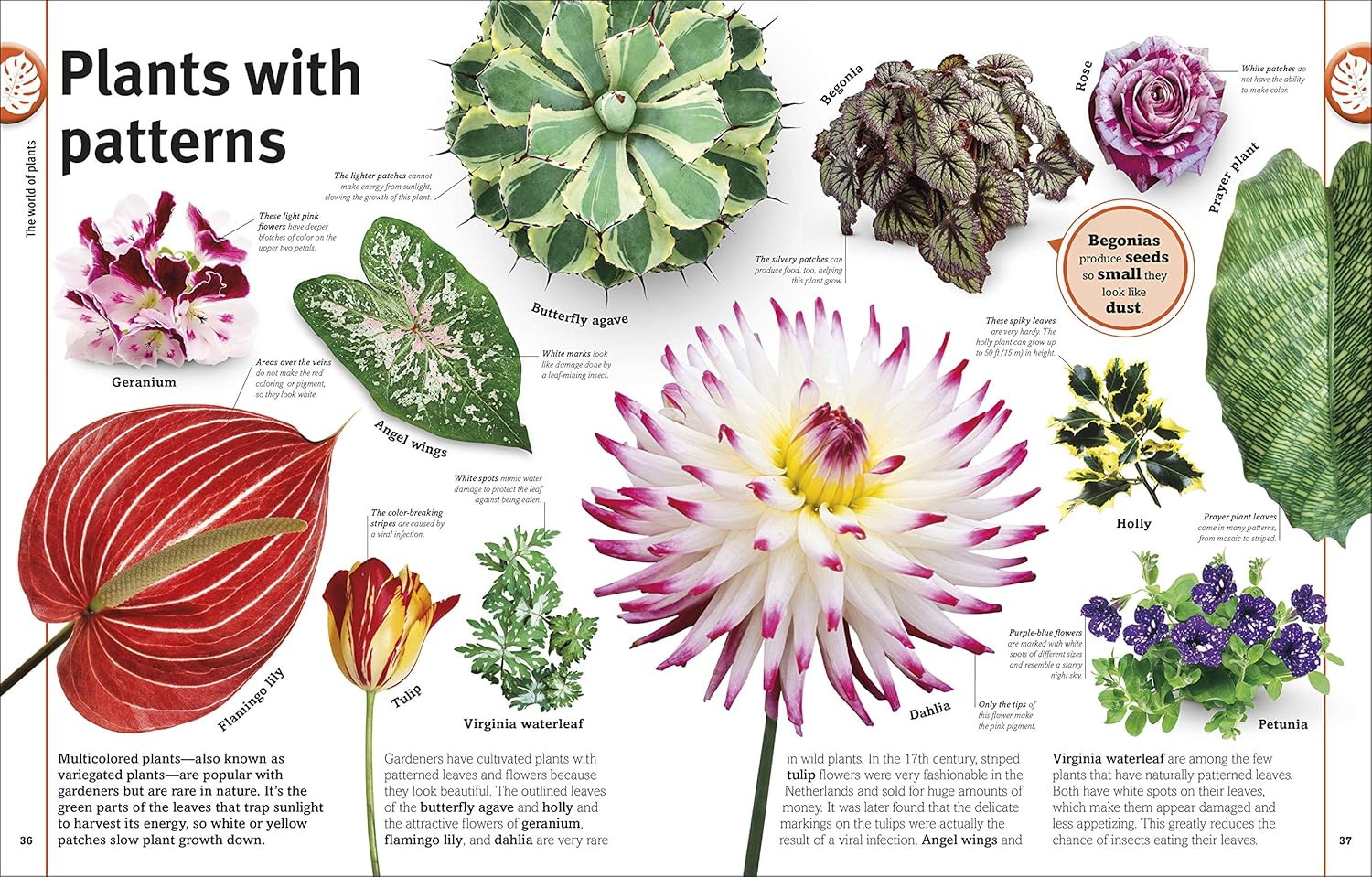 Trees, Leaves, Flowers & Seeds: a Visual Plant Encyclopedia for Kids (DK Our Wor