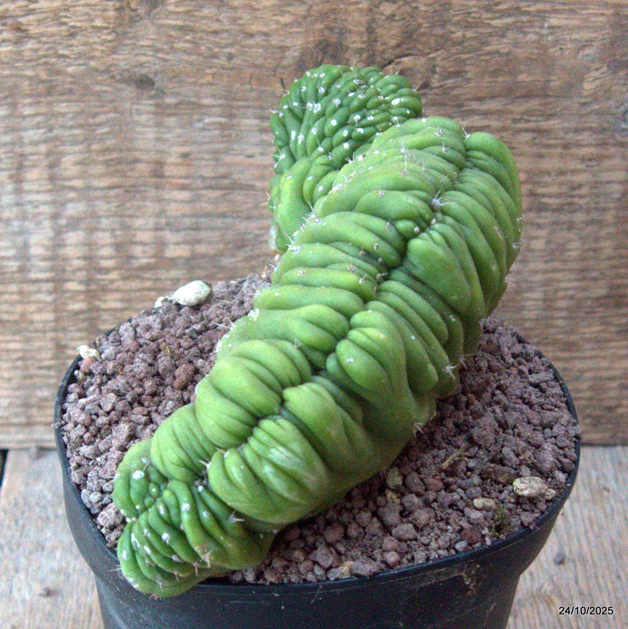 D7178 CEREUS PACHA. CRESTED pot14-H11-W20 cm MaMa Cactus