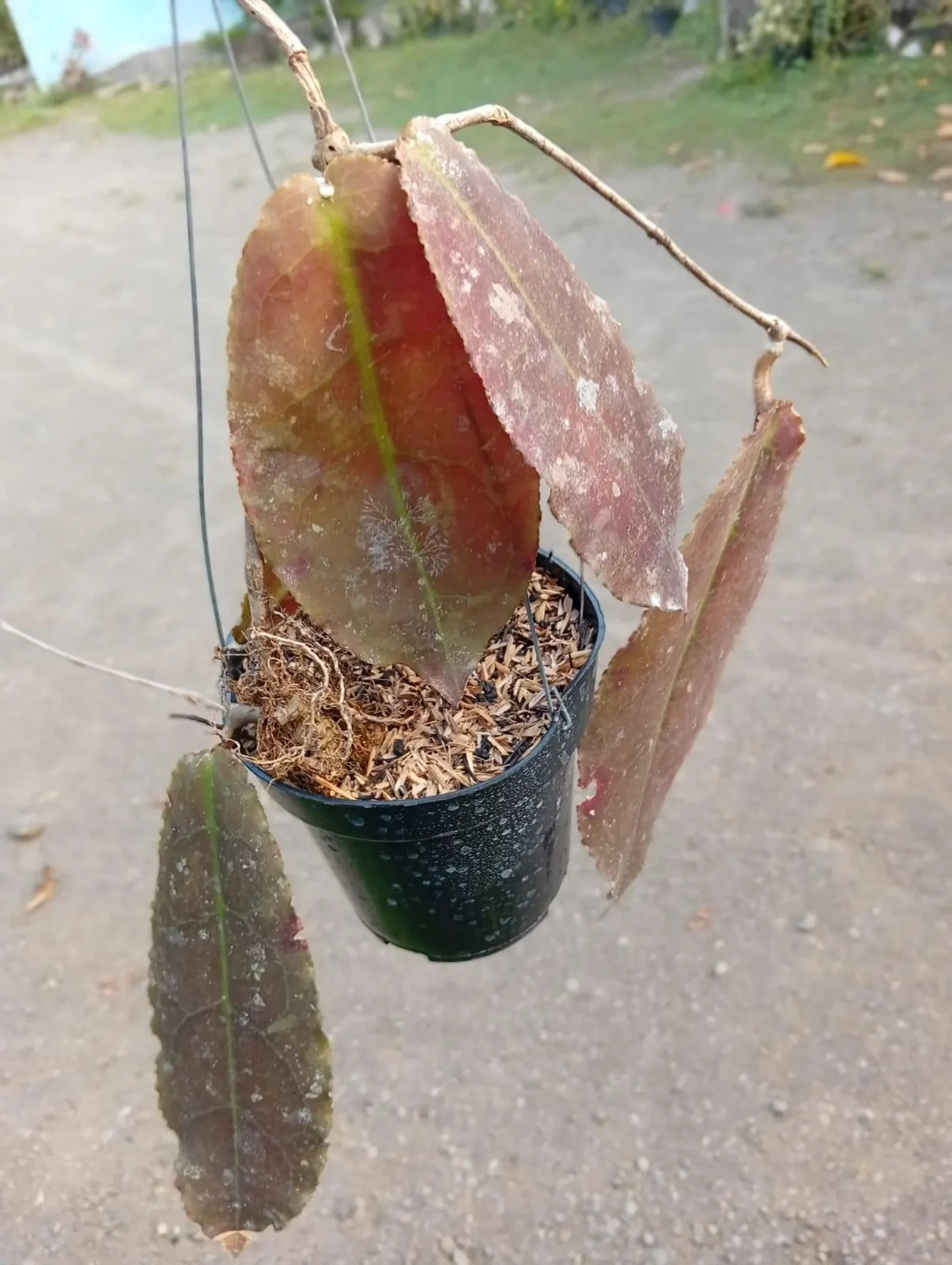 Real Picture Hoya Undulata Red Leaves Rare Plant