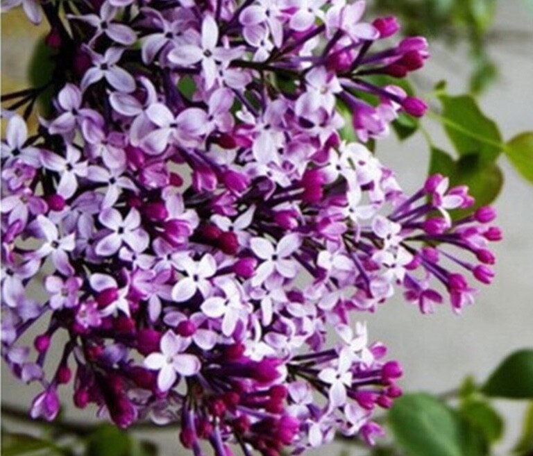 (10) LILAC SEEDS perennial flower rare exotic garden bed plant USA SELLER TRACK