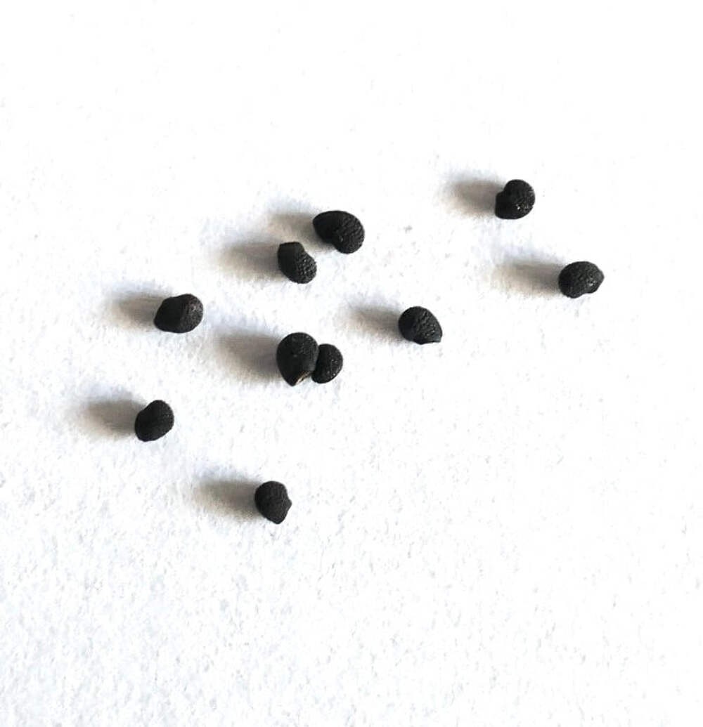 Echinocereus conglomeratus SEEDS – Rare Cactus SEEDS