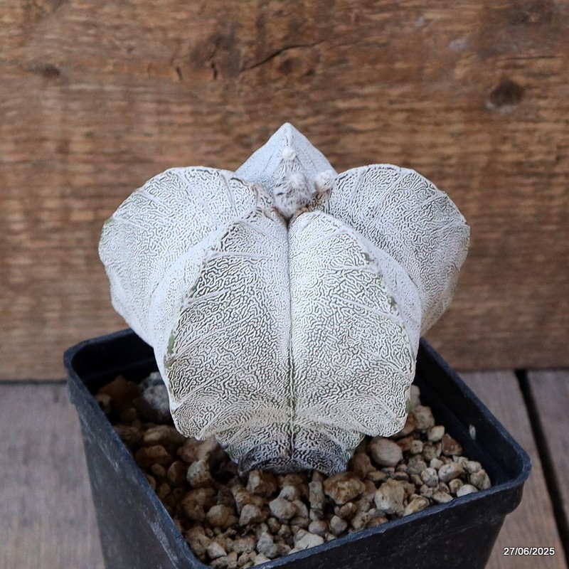 D4886 ASTROPHYTUM MYRIOSTIGMA ONZUKA “V” TYPE pot10-H10-W11 cm MaMa Cactus