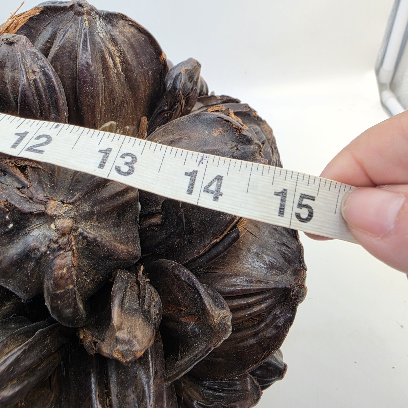 Vietnamese Water Coconut Nipa Palm Fruit Cluster Seed Pod Nypa Fruticans HTF US