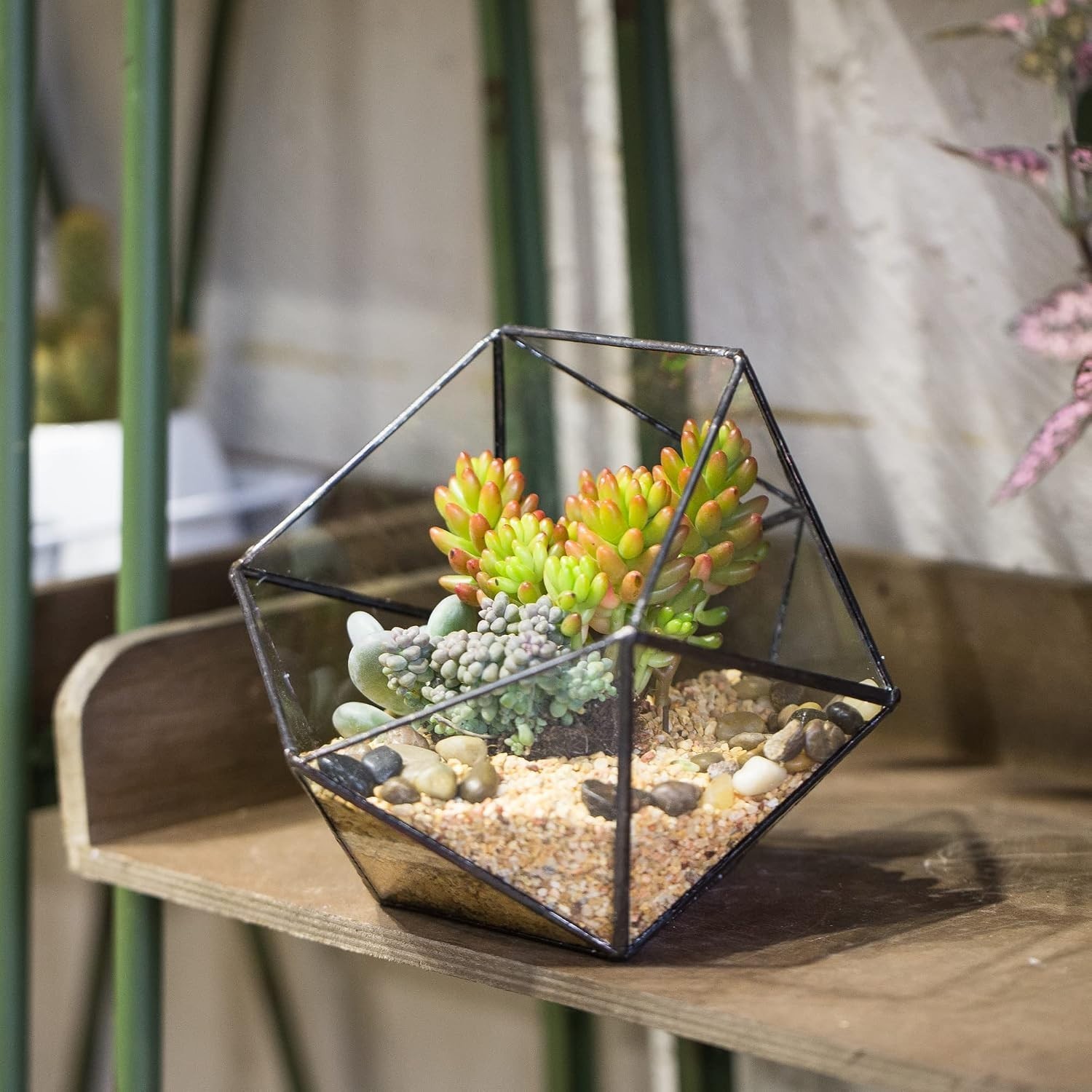 Opened Geometric Glass Terrarium, 6.69″ Bowl Shape Planter For Succulent Plant