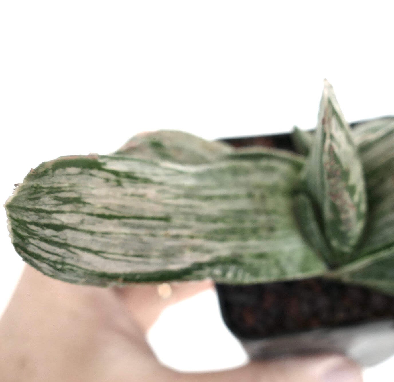 Gasteria cv. ‘Ariso-no-Matsu’ WHITE VARIEGATED – Ox tongue | Lawyer’s tongue