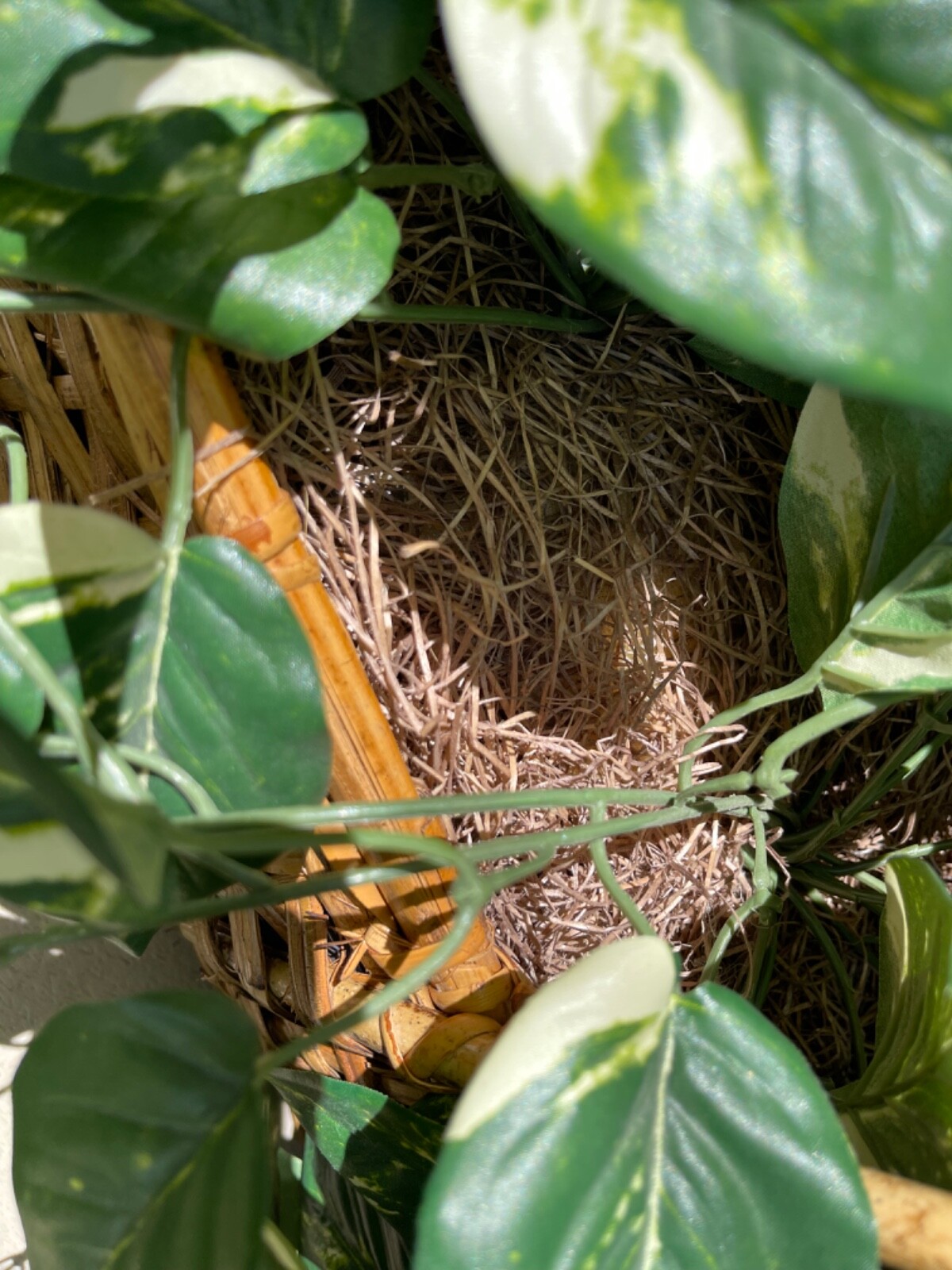 Large Artificial Variegated Philodendron in Handled Woven Bamboo Basket