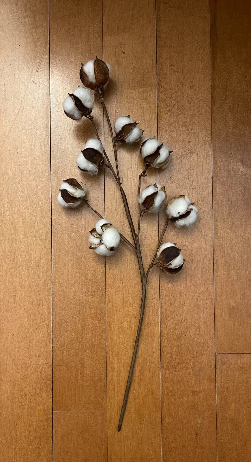 Cotton Stems Natural Dried Cotton Flower 6 Packs Total 60 Bolls Cotton Sprig