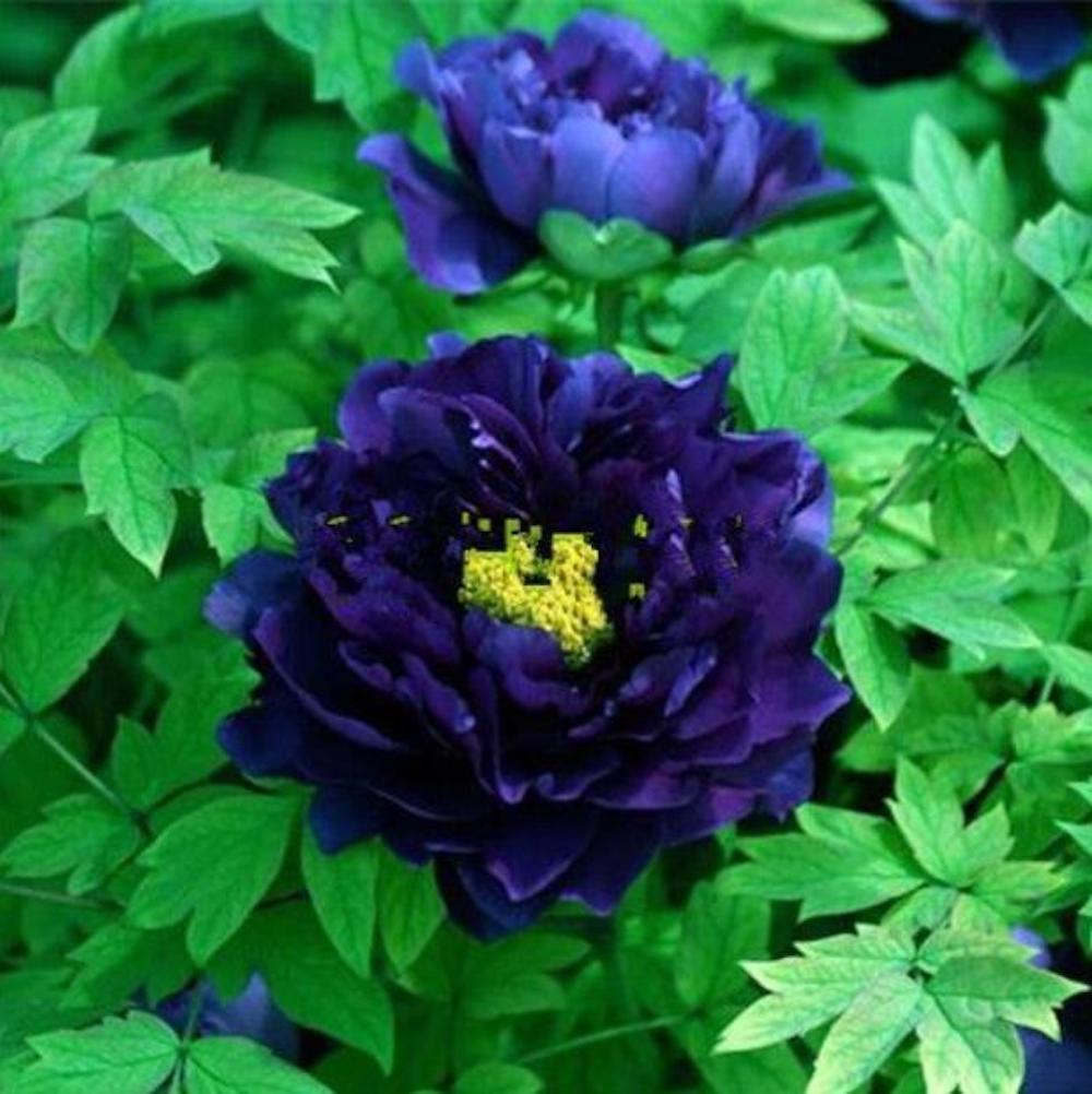 (10) PEONIES SEEDS rare exotic flower home blossom garden USA SELLER W/TRACKING