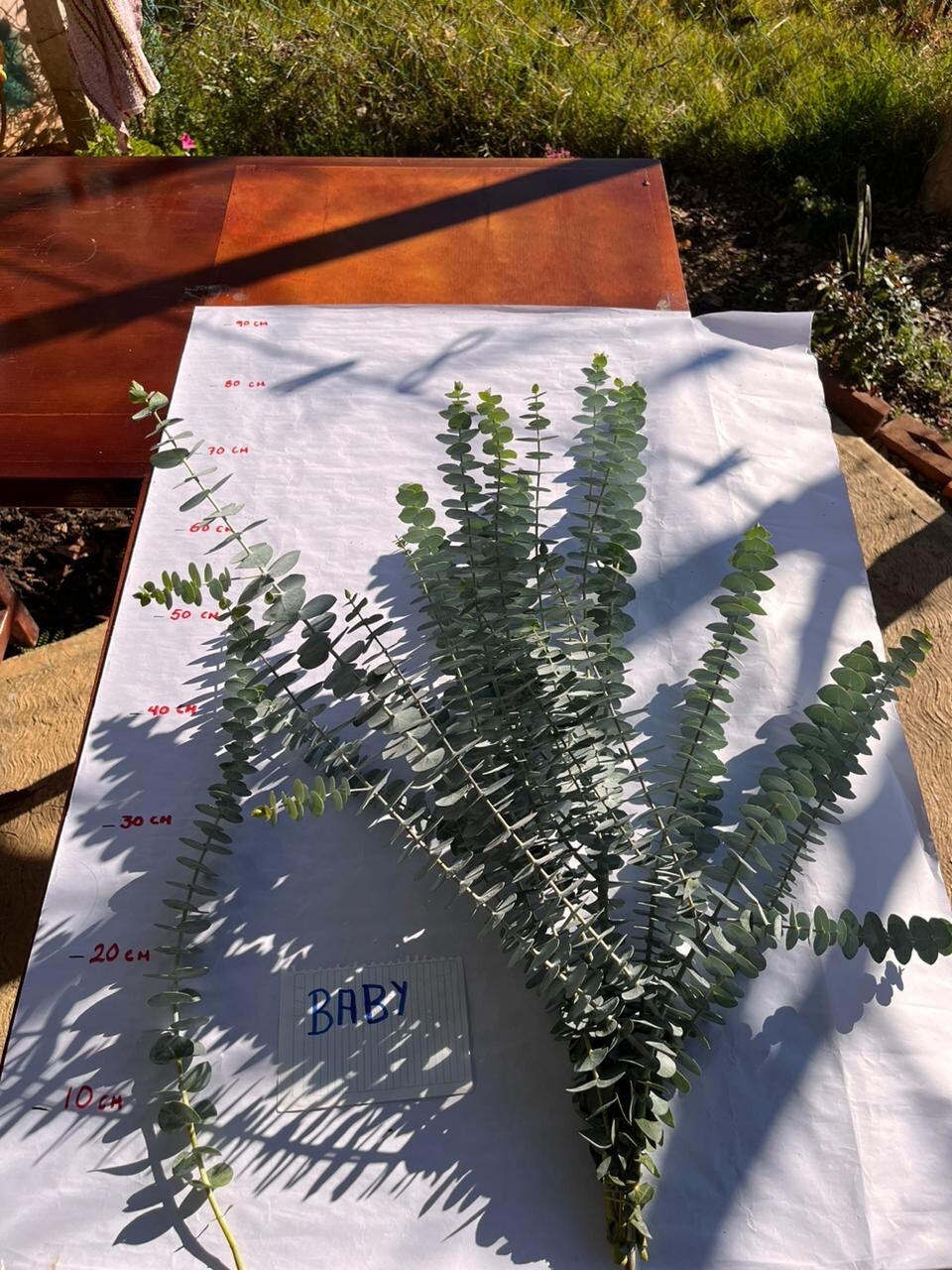 15 stems of fresh eucalyptus great for decor.