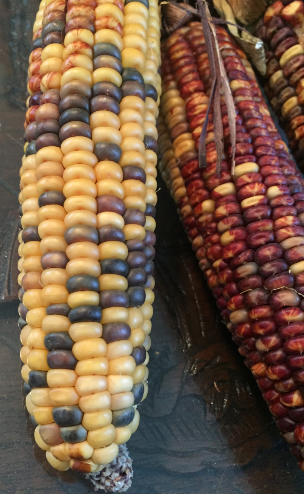 native american Indian Corn various lengths Thanksgiving Fall Decor