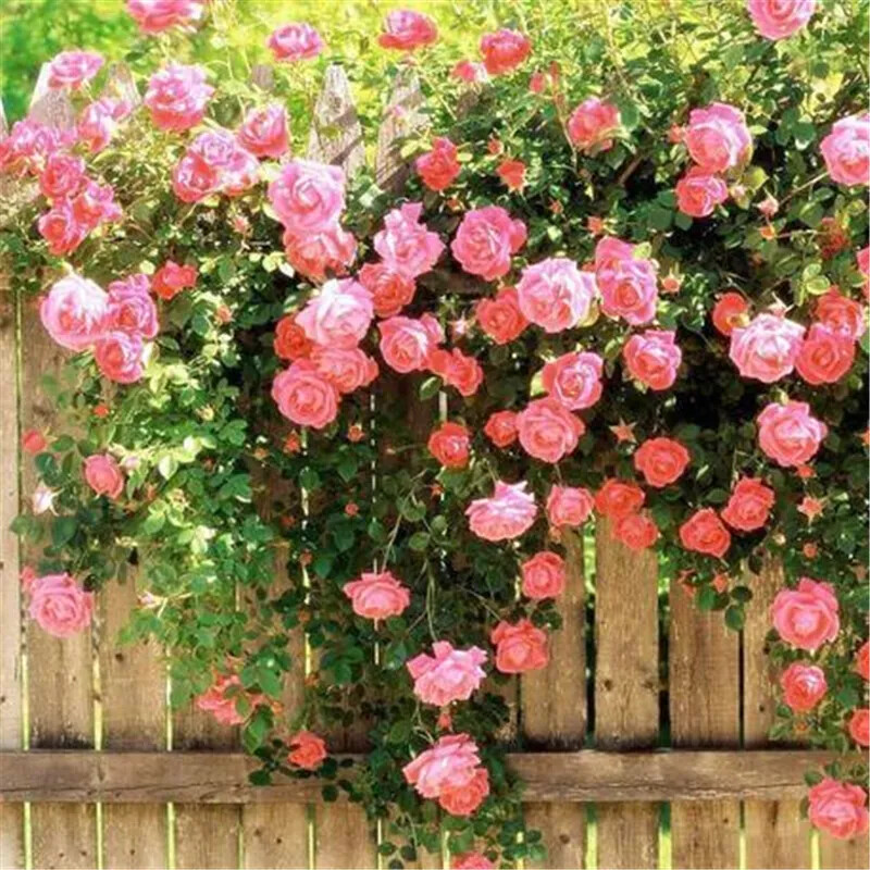 (10) CLIMBER ROSE SEEDS perennial flower garden climbing plant USA SELLER TRACK
