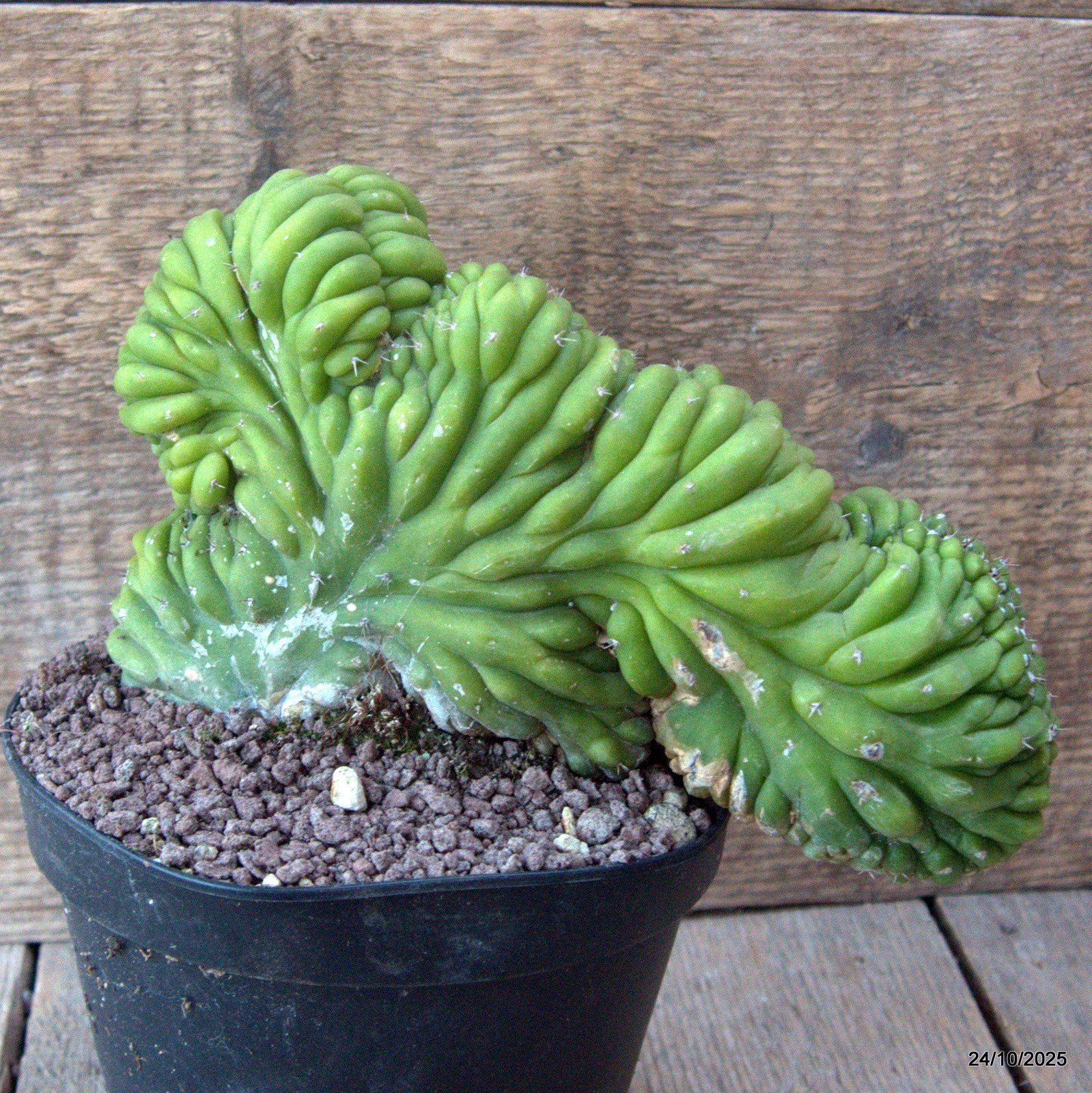 D7176 CEREUS PACHA. CRESTED pot14-H13-W22 cm MaMa Cactus