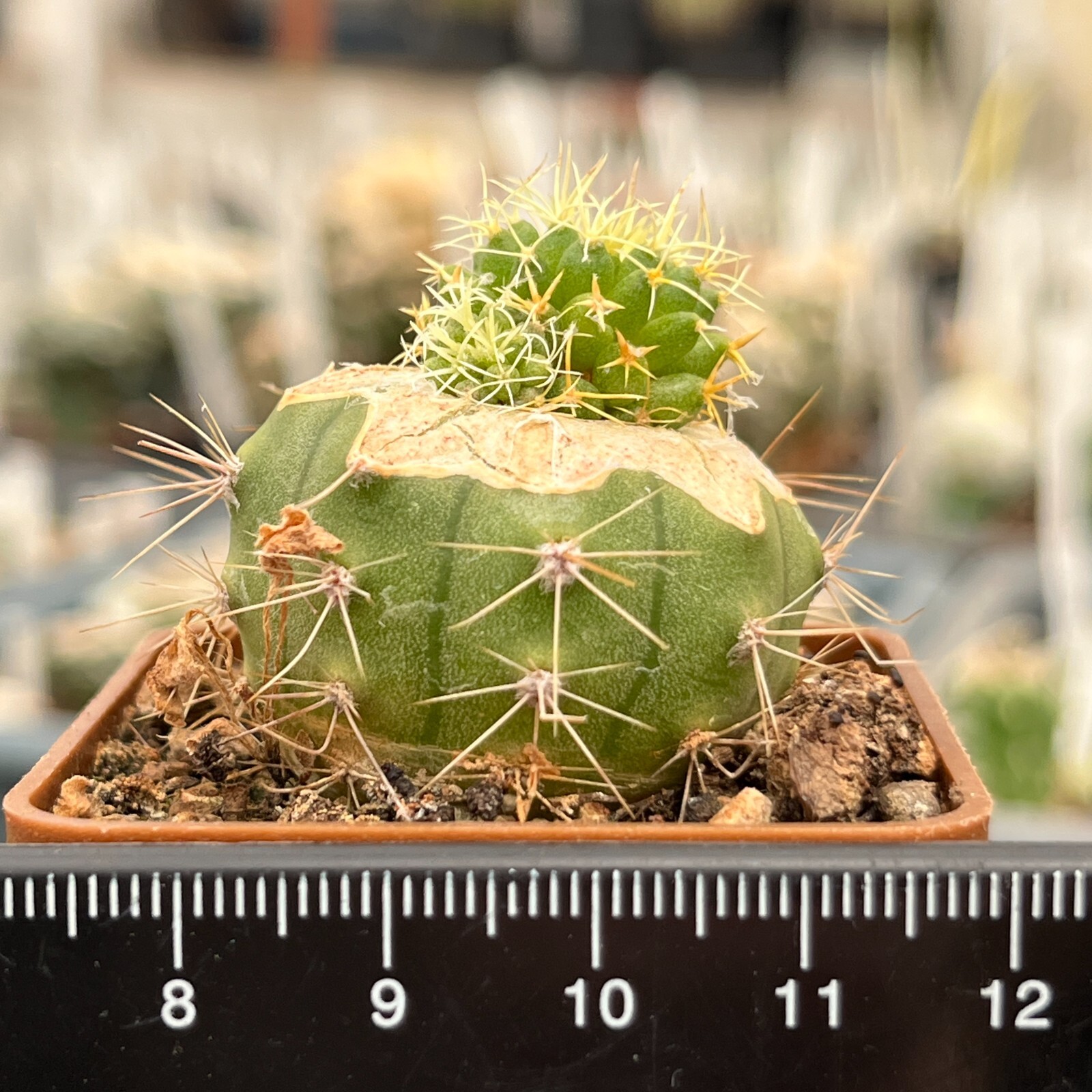A27-89. Mammillaria comptotricha cv. “BRV” (Grafted)