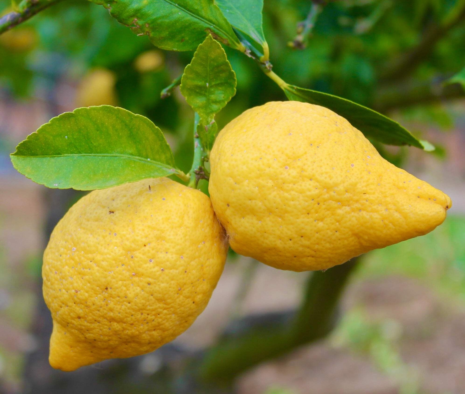 Citrus X limon cv Femminello Siracusano – FEMMINELLO SIRACUSANO LEMON