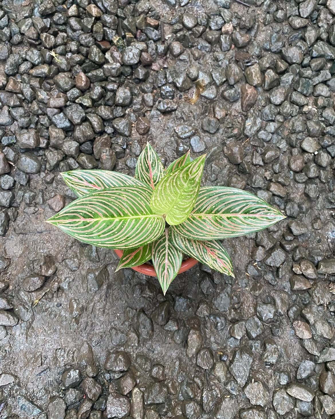 Aglaonema Golden Hope Large Size Real Picture