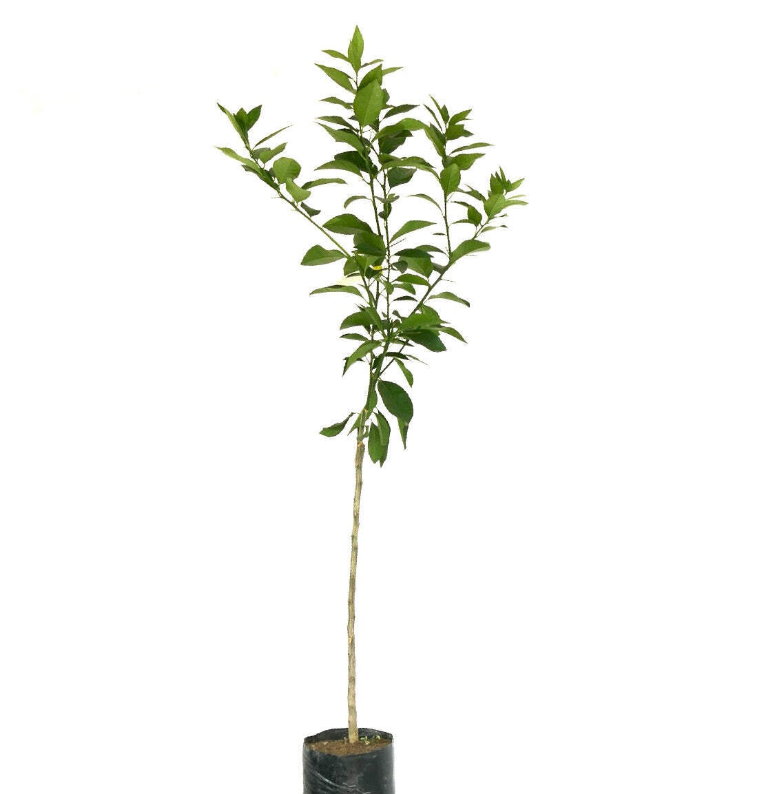 Citrus limon cv ETNA (extra red fruits)