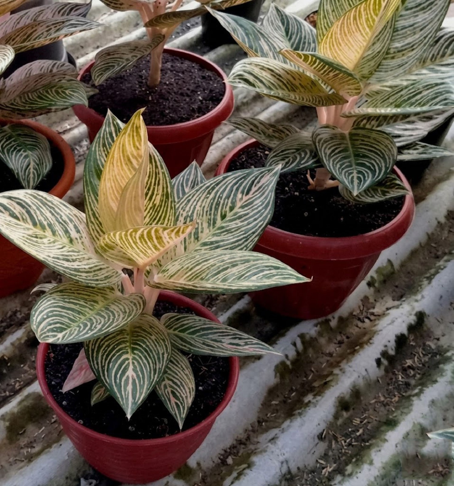 Aglaonema Golden Hope Medium Rare Yellow Green Chinese Evergreen Variegated