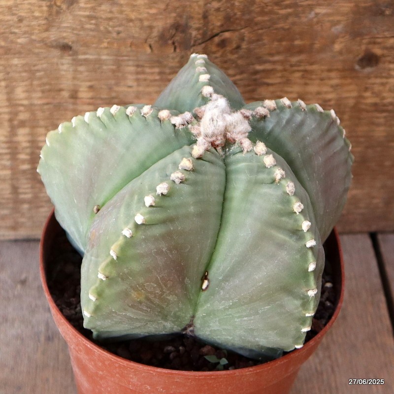 D4919 ASTROPHYTUM MYRIOSTIGMA KIKKO NUDUM pot14-H11-W15 cm MaMa Cactus