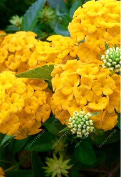 (10) HYDRANGEA SEEDS perennial flower garden bush plant USA SELLER W/TRACK