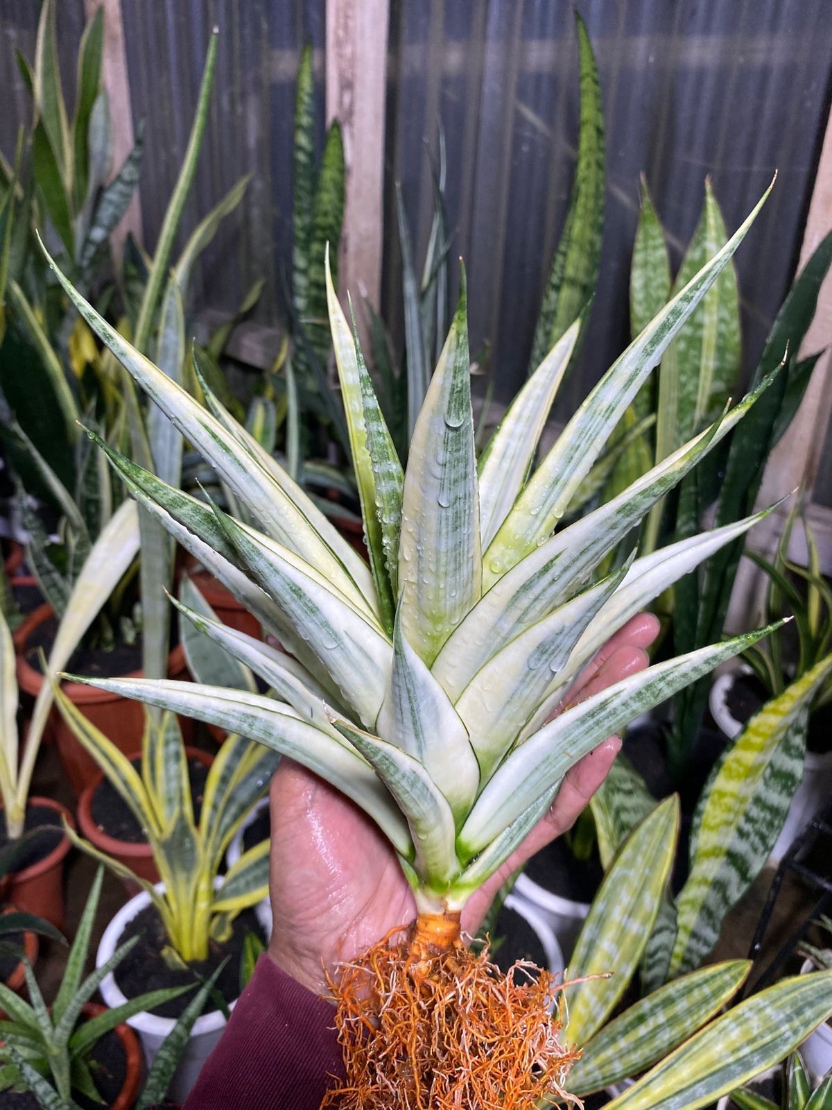 Sansevieria Cordova White Variegated – Large Mature Plant (Big Size) – Rare