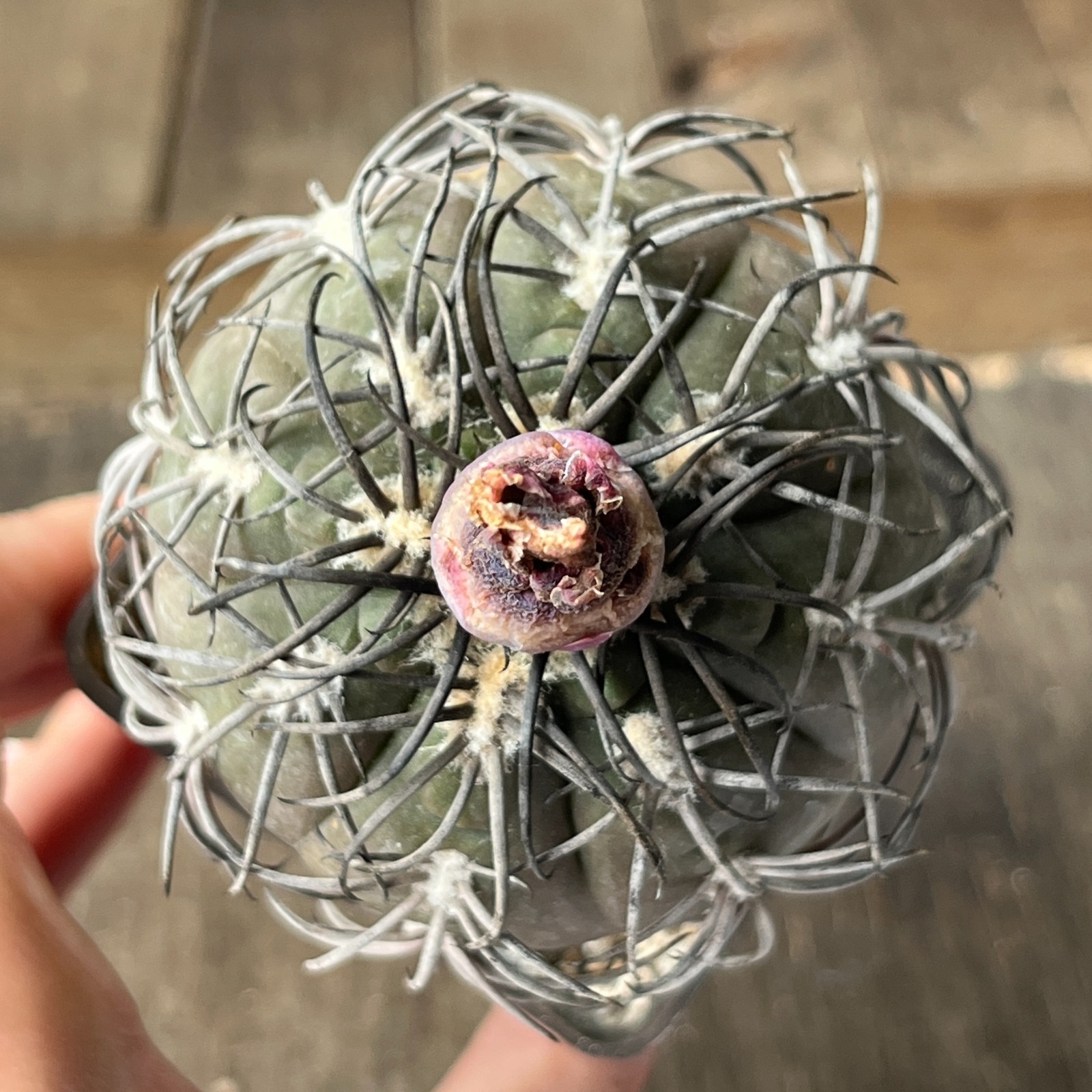 A38-2085 Gymnocalycium spegazzinii super black spines, grafted