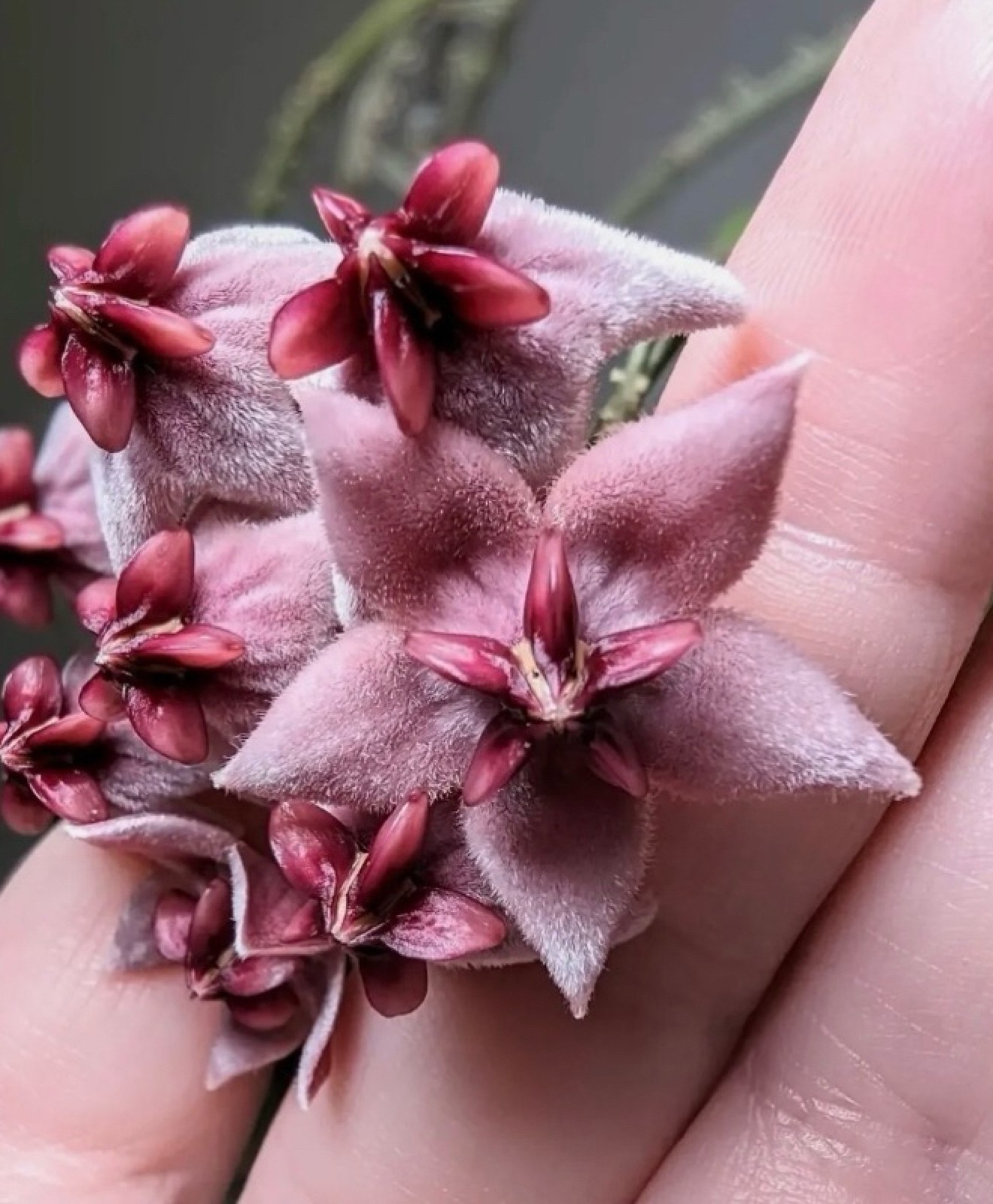 Hoya Piestolepis Live Rare Tropical Wax Plant | Exotic Climbing Houseplant