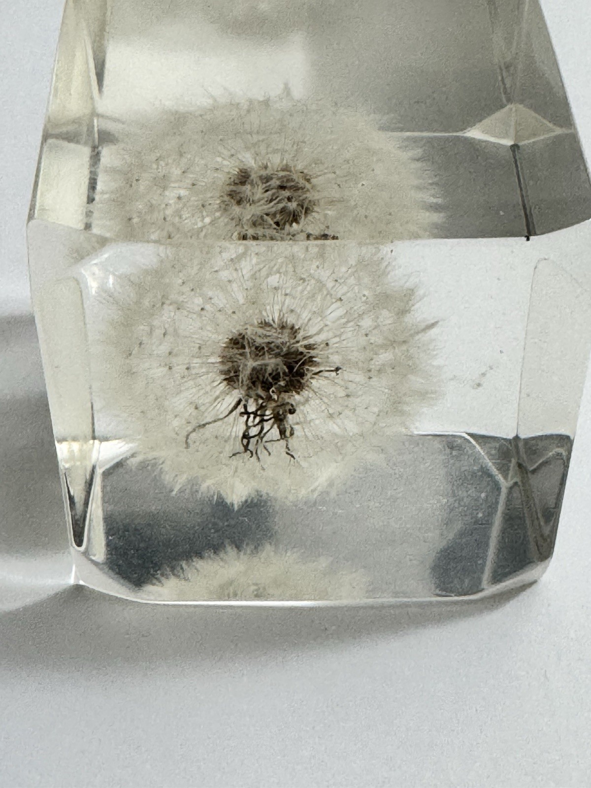 Sola Cube LUNARIA ANNUA 5cm Dandelion Acrylic Resin Flower Japan Paperweight