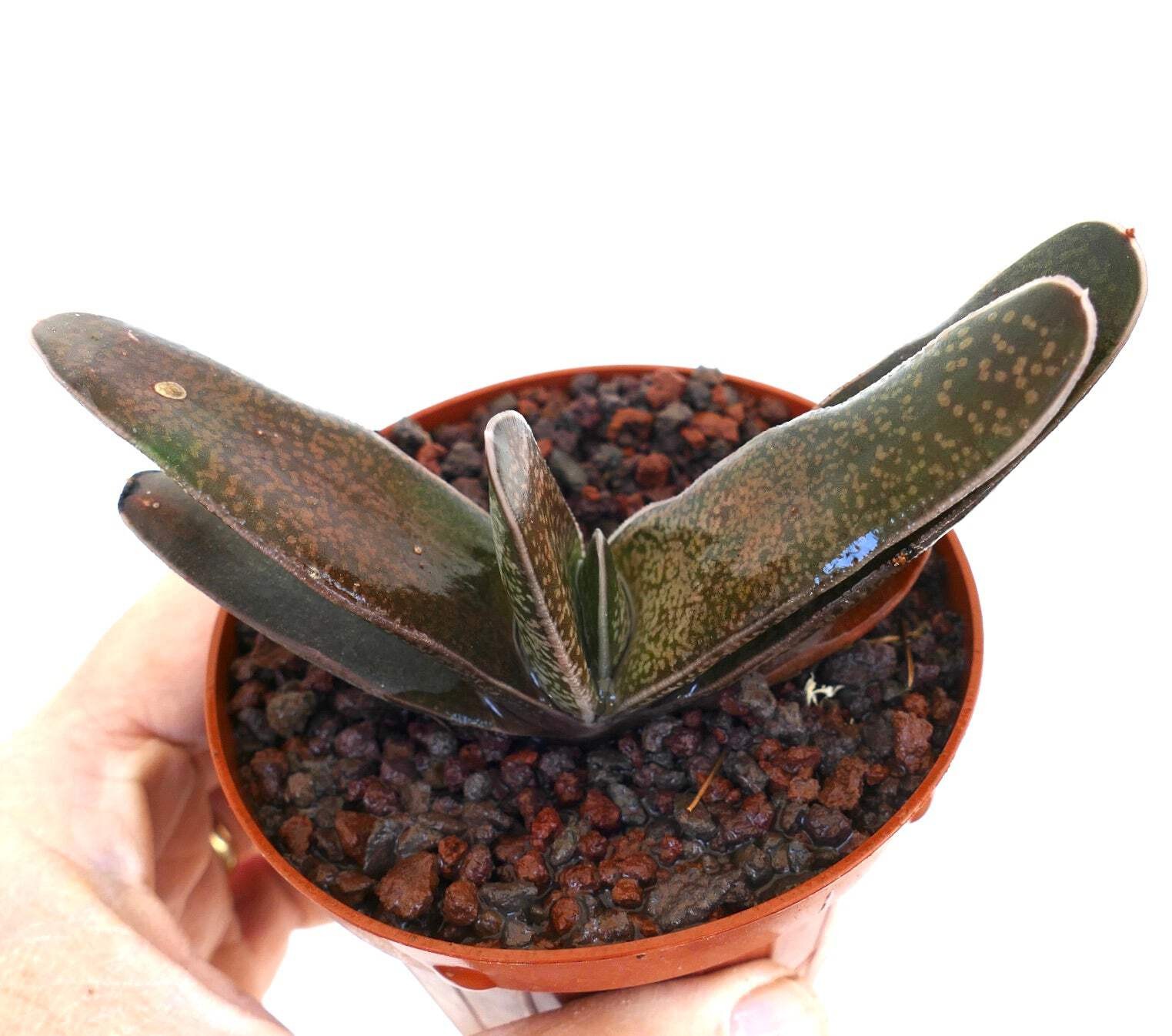 Gasteria carinata x Gasteria bicolor – Ox tongue | Lawyer’s tongue