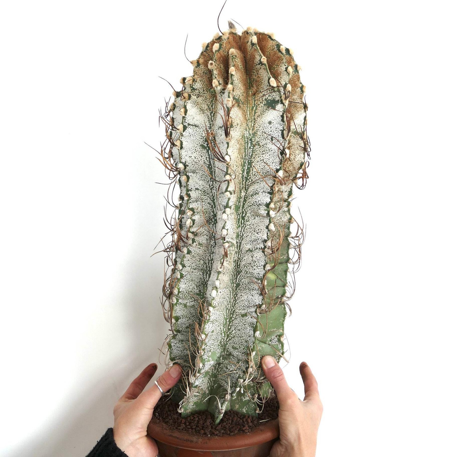 Astrophytum niveum (Cuatrocienegas) SEEDS – Rare Cactus SEEDS