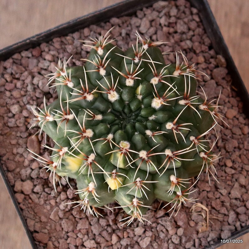 D5233 GYMNOCALYCIUM BALDIANUM VARIEGATED pot12-H6-W8 cm MaMa Cactus