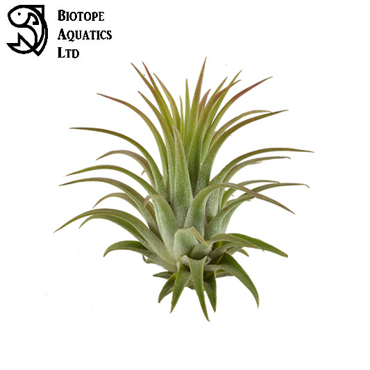 (Tillandsia) Air plants – Ionantha 3 x plant mix – Red Green & Rubra – Easy care