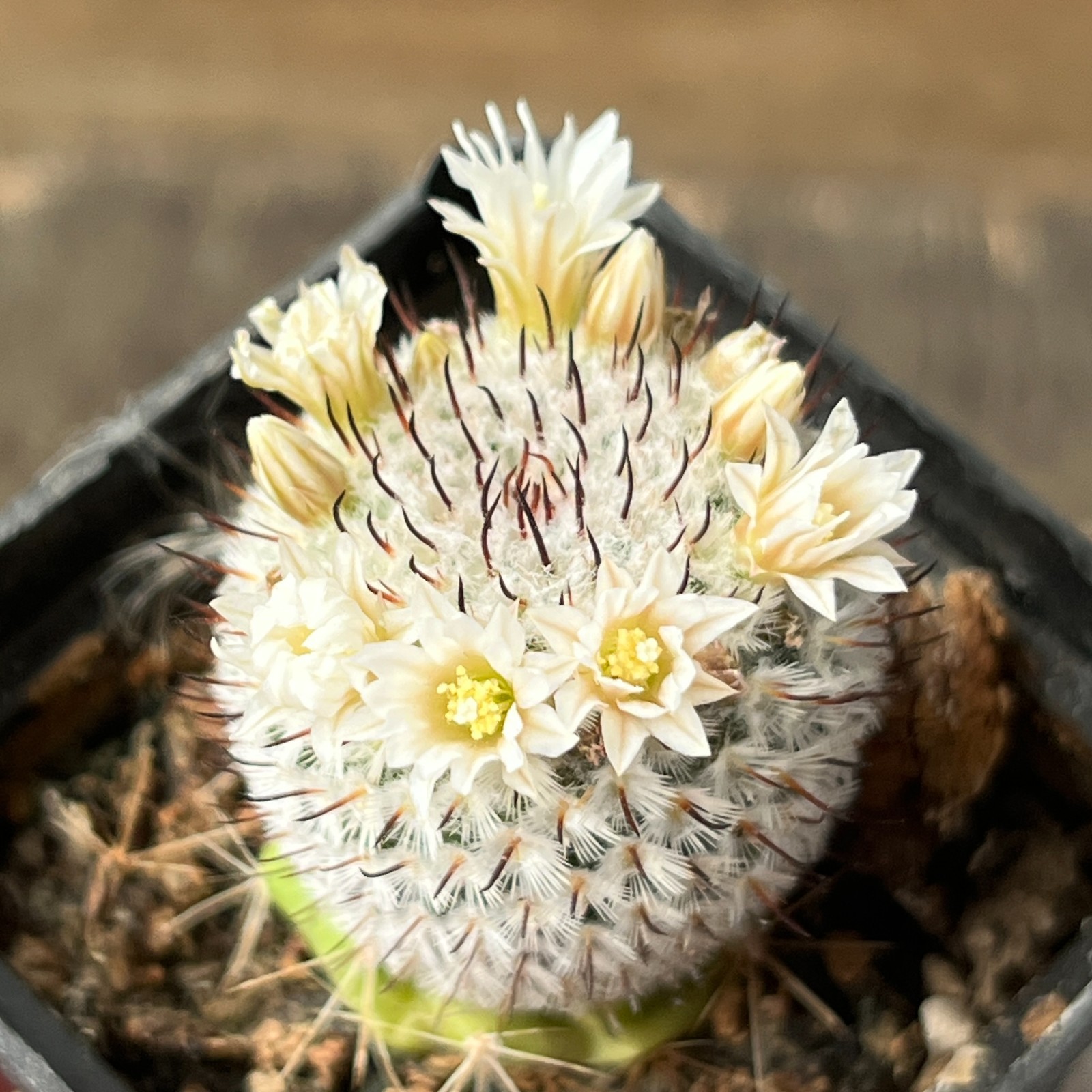 A36-54 Mammillaria andersoniana, grafted