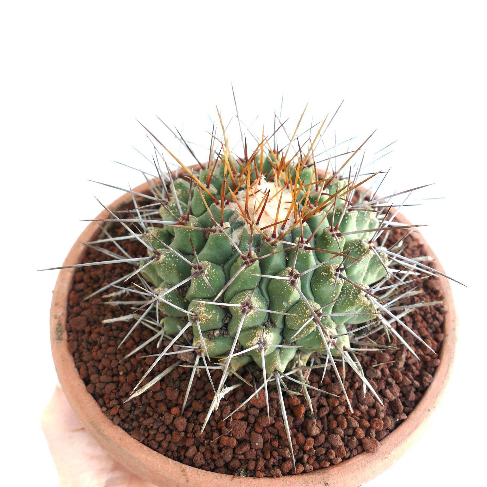 Thelocactus rinconensis SUPER LONG SPINES – Rincon cactus | Globe cactus