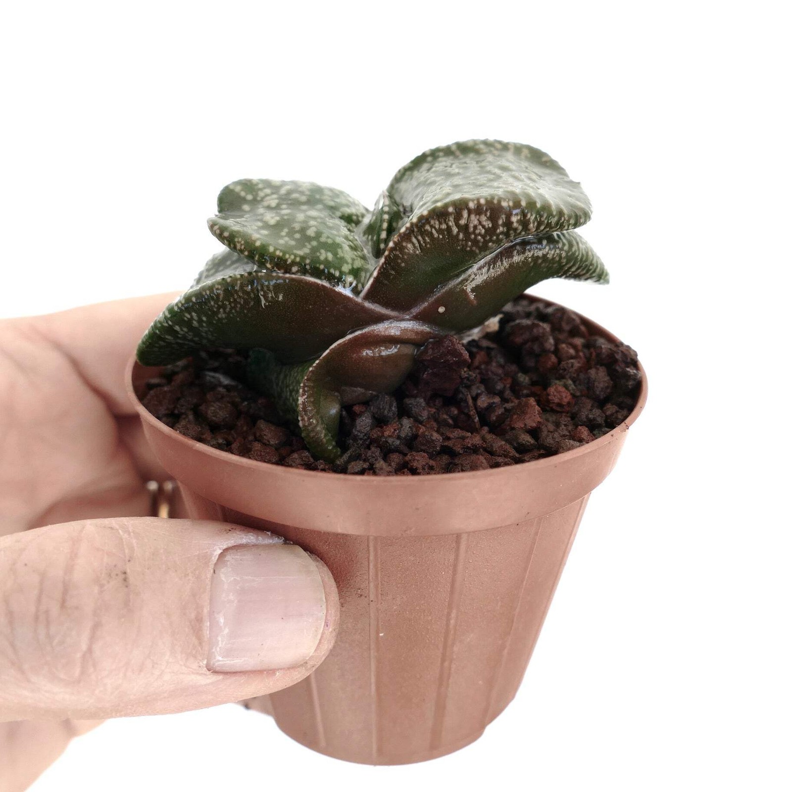 Gasteria armstrongii SUPER WHITE PEARL DWARF – Armstrong’s gasteria | Armstrong’