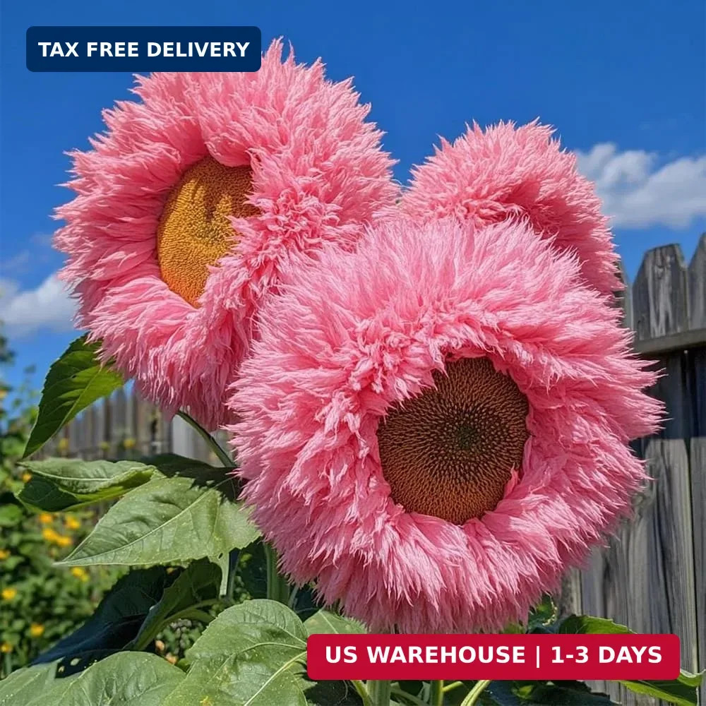 800pcs Teddy Bear Sunflower Seeds for Planting Giant Teddy Bear Sun Flower Seed