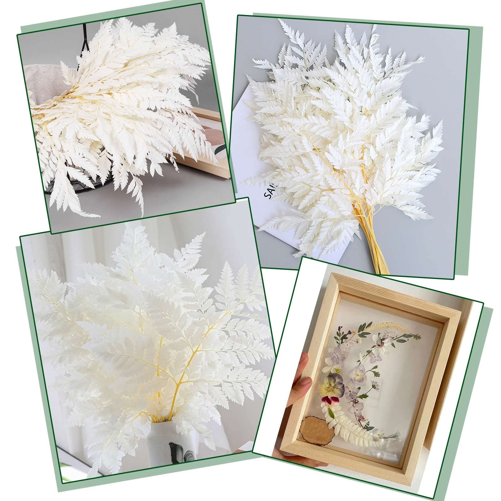 Fern Preserved White Ferns, 10 PCS Dried Boston Fern with Stems, 15” Real Le…