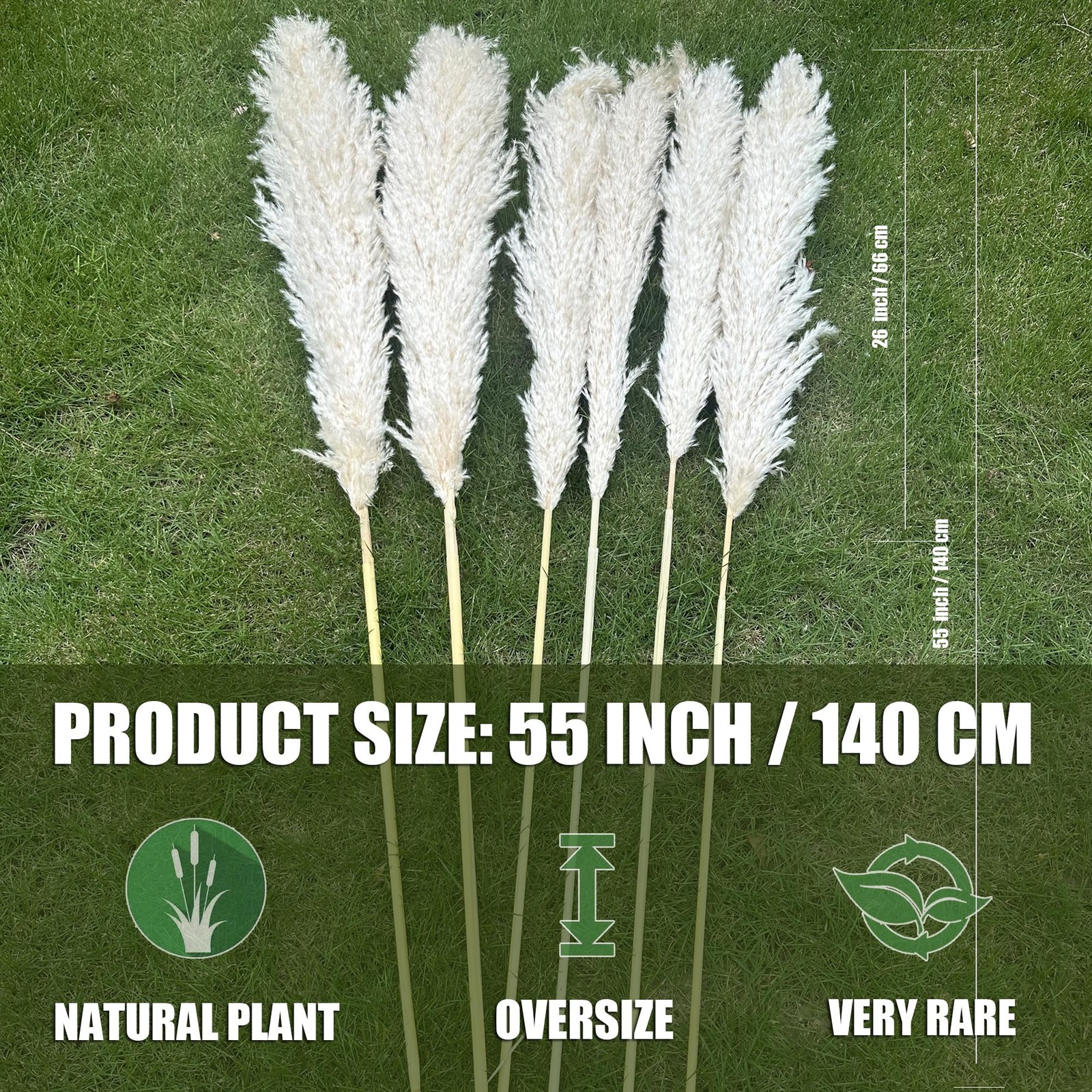 55″ inch Scarcity Natural Pampas Grass Decor Tall, pompas Grass, Tall Pampas …